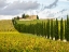 Picture of ITALY-TUSCANY ROAD LINED WITH ITALIAN CYPRESS TREES LEADING TO A VILLA