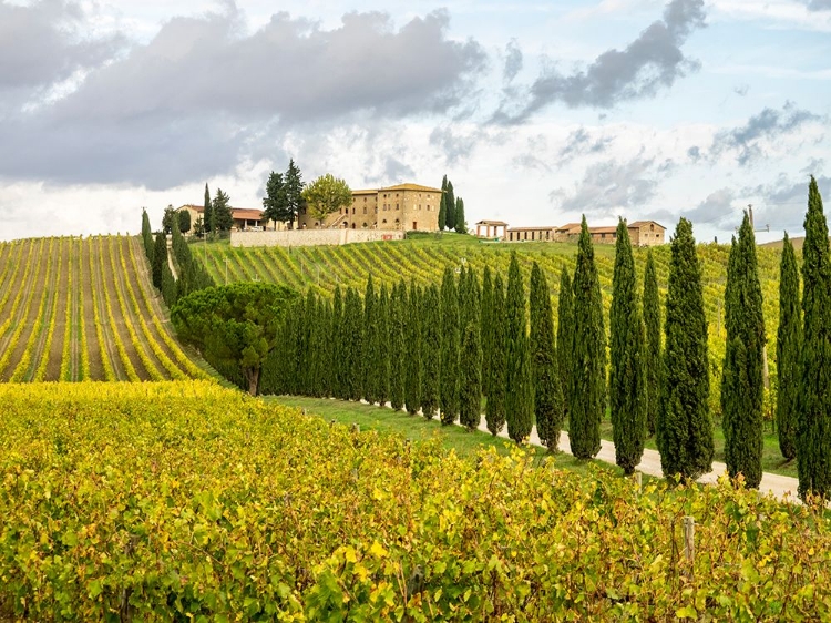 Picture of ITALY-TUSCANY ROAD LINED WITH ITALIAN CYPRESS TREES LEADING TO A VILLA