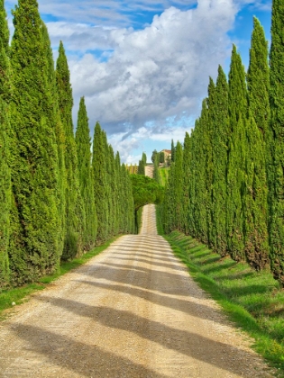 Picture of ITALY-TUSCANY ROAD LINED WITH ITALIAN CYPRESS LEADING TO A VILLA