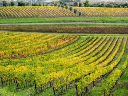 Picture of ITALY-TUSCANY COLORFUL VINEYARD IN AUTUMN