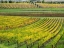 Picture of ITALY-TUSCANY COLORFUL VINEYARD IN AUTUMN