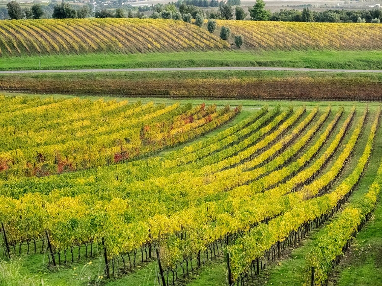 Picture of ITALY-TUSCANY COLORFUL VINEYARD IN AUTUMN