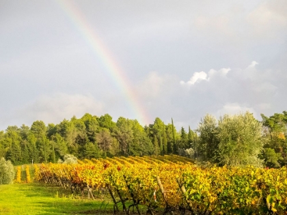 Picture of ITALY-TUSCANY COLORFUL VINEYARD AND RAINBOW IN AUTUMN