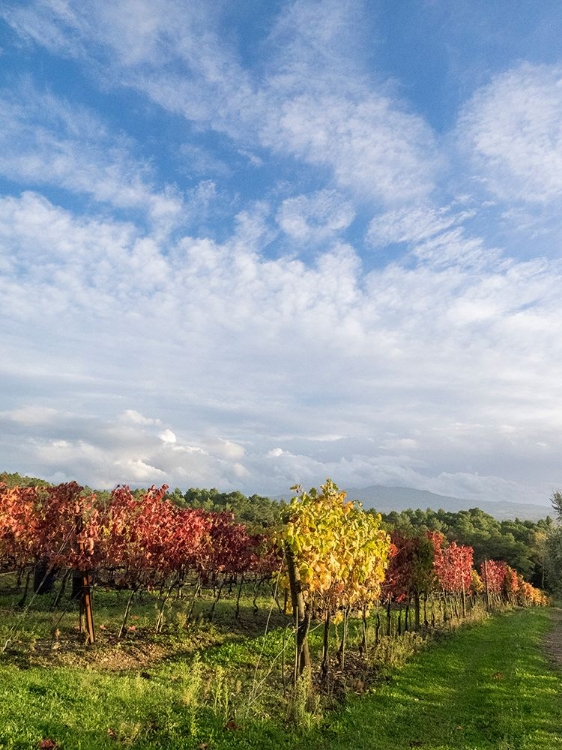 Picture of ITALY-TUSCANY COLORFUL VINEYARDS IN AUTUMN WITH BLUE SKIES AND CLOUDS