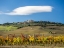 Picture of ITALY-TUSCANY COLORFUL VINEYARDS IN AUTUMN WITH BLUE SKIES AND CLOUDS