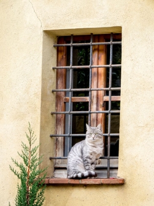 Picture of ITALY-TUSCANY-PIENZA CAT SITTING ON A WINDOW LEDGE ALONG THE STREETS