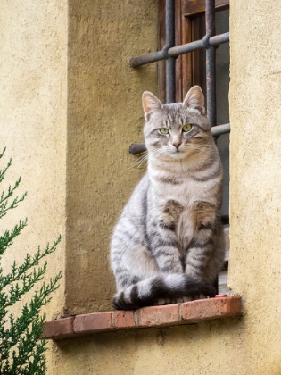 Picture of ITALY-TUSCANY-PIENZA CAT SITTING ON A WINDOW LEDGE ALONG THE STREETS