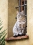 Picture of ITALY-TUSCANY-PIENZA CAT SITTING ON A WINDOW LEDGE ALONG THE STREETS
