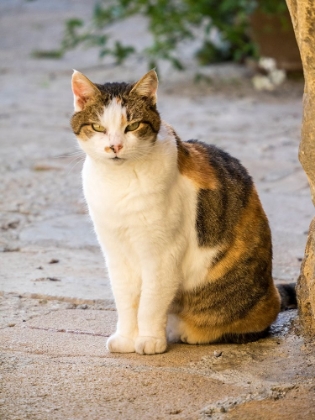Picture of ITALY-TUSCANY-MONTICCHIELLO TABBY CAT