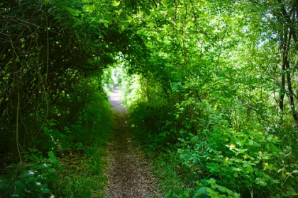 Picture of ITALY-TRAIL IN THE FOREST