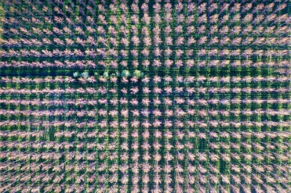 Picture of ITALY-POPLAR TREES PLANTATION FOR PAPER PULP PRODUCTION