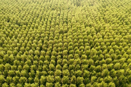 Picture of ITALY-POPLAR TREES PLANTATION FOR PAPER PULP PRODUCTION