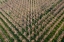 Picture of ITALY-POPLAR TREES PLANTATION FOR PAPER PULP PRODUCTION