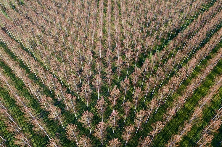 Picture of ITALY-POPLAR TREES PLANTATION FOR PAPER PULP PRODUCTION