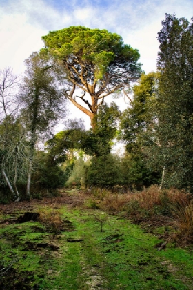 Picture of ITALY-RISERVA NATURALE DI MASSACIUCCOLI SAN ROSSORE-PROTECTED COASTAL FOREST IN TUSCANY