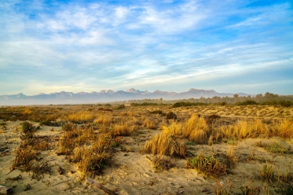 Picture of ITALY-RISERVA NATURALE DI MASSACIUCCOLI SAN ROSSORE-PROTECTED COASTAL FOREST IN TUSCANY