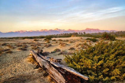 Picture of ITALY-RISERVA NATURALE DI MASSACIUCCOLI SAN ROSSORE-PROTECTED COASTAL FOREST IN TUSCAN