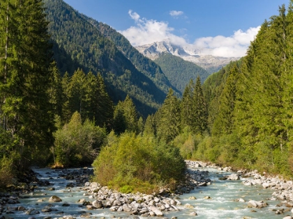 Picture of RIVER SARCA-VAL DI GENOVA IN THE PARCO NATURALE ADAMELLO-BRENTA-TRENTINO-ITALY-VAL RENDENA