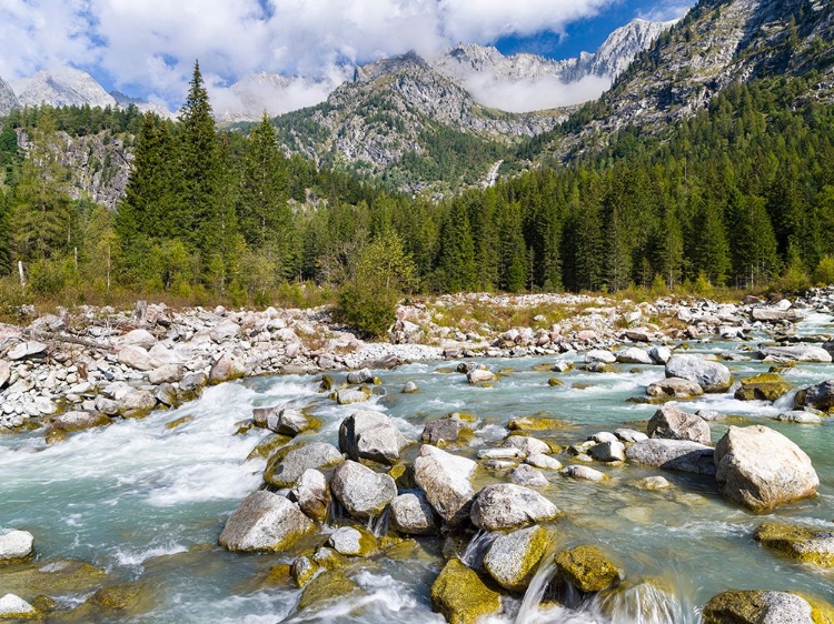 Picture of RIVER SARCA-VAL DI GENOVA IN THE PARCO NATURALE ADAMELLO-BRENTA-TRENTINO-ITALY-VAL RENDENA