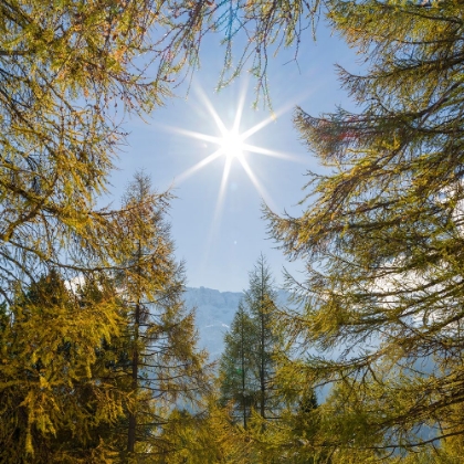 Picture of MOUNTAIN FOREST WITH EUROPEAN LARCH-LARIX DECIDUA-IN THE DOLOMITES OF SOUTH TYROL-ALTO ADIGE IN THE