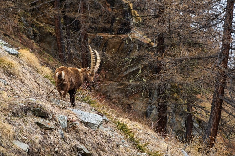 Picture of ALPINE IBEX-CAPRA IBEX-VALSAVARENCHE-GRAN PARADISO NATIONAL PARK-AOSTA VALLEY-ITALY