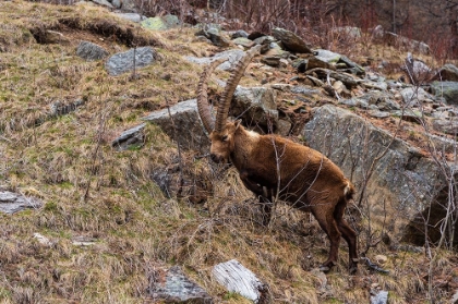 Picture of ALPINE IBEX-CAPRA IBEX-VALSAVARENCHE-GRAN PARADISO NATIONAL PARK-AOSTA VALLEY-ITALY