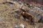 Picture of ALPINE IBEX-CAPRA IBEX-VALSAVARENCHE-GRAN PARADISO NATIONAL PARK-AOSTA VALLEY-ITALY