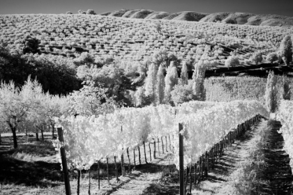 Picture of ITALY TUSCANY-INFRARED IMAGE OF VINEYARDS IN SOUTHERN TUSCANY