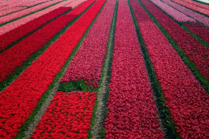 Picture of EUROPE-THE NETHERLANDS-TULIP FIELD IN THE BEEMSTER AREA