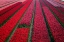 Picture of EUROPE-THE NETHERLANDS-TULIP FIELD IN THE BEEMSTER AREA