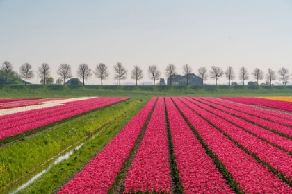 Picture of EUROPE-THE NETHERLANDS-TULIP FIELD IN THE BEEMSTER AREA