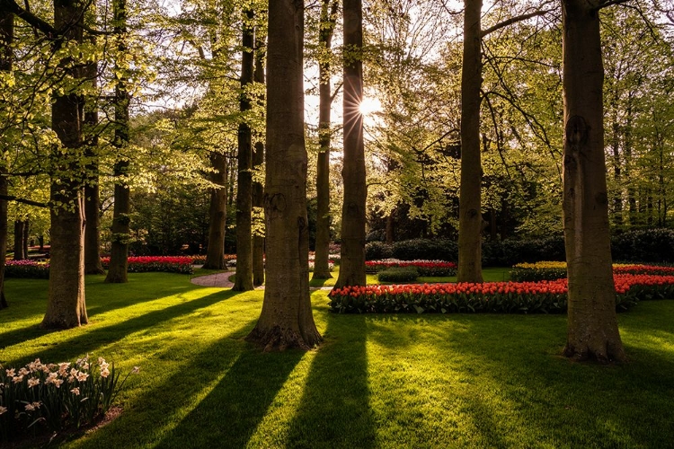 Picture of EUROPE-THE NETHERLANDS-LISSE-KEUKENHOF GARDENS AT SUNRISE