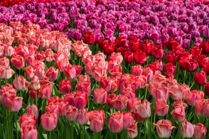Picture of EUROPE-THE NETHERLANDS-LISSE-CLOSE-UP OF BLOOMING PINK TULIPS IN KEUKENHOF GARDENS