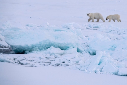 Picture of NORWAY-HIGH ARCTIC POLAR BEAR MOTHER AND CUB ON SEA ICE