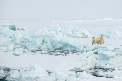 Picture of NORWAY-HIGH ARCTIC POLAR BEAR MOTHER AND CUB ON SEA ICE