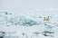 Picture of NORWAY-HIGH ARCTIC POLAR BEAR MOTHER AND CUB ON SEA ICE