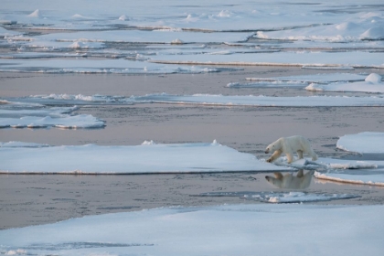 Picture of NORWAY-HIGH ARCTIC LONE POLAR BEAR ON SEA ICE AT DUSK