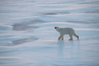 Picture of NORWAY-HIGH ARCTIC UNDERWEIGHT POLAR BEAR ON SEA ICE AT DUSK