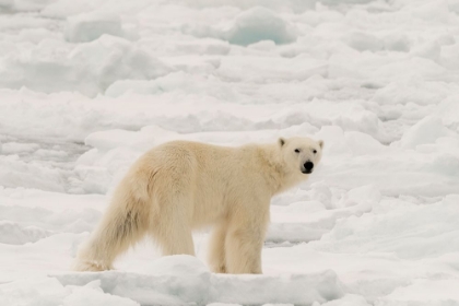 Picture of POLAR BEAR-URSUS MARITIMUS-POLAR ICE CAP-NORTH OF SPITSBERGEN-NORWAY