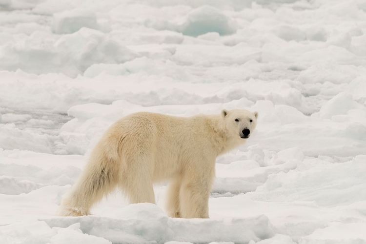 Picture of POLAR BEAR-URSUS MARITIMUS-POLAR ICE CAP-NORTH OF SPITSBERGEN-NORWAY