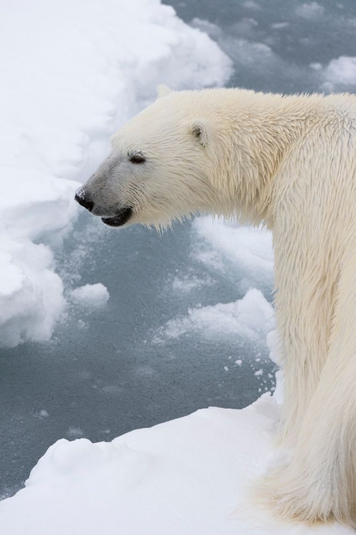 Picture of POLAR BEAR-URSUS MARITIMUS-POLAR ICE CAP-NORTH OF SPITSBERGEN-NORWAY