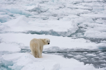 Picture of POLAR BEAR-URSUS MARITIMUS-POLAR ICE CAP-NORTH OF SPITSBERGEN-NORWAY