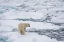 Picture of POLAR BEAR-URSUS MARITIMUS-POLAR ICE CAP-NORTH OF SPITSBERGEN-NORWAY