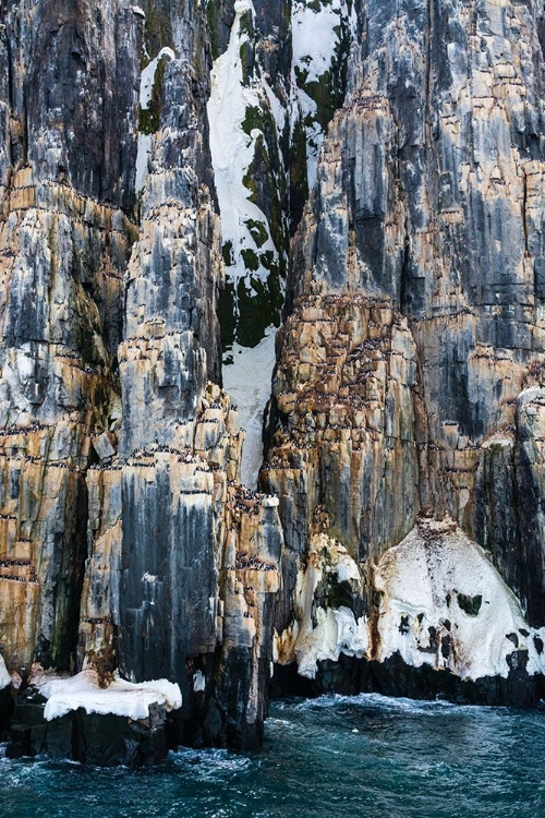 Picture of BRUNNICHS GUILLEMOTS-URIA LOMVIA-ALKEFJELLET-SPITSBERGEN-SVALBARD ISLANDS-NORWAY