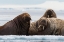 Picture of ATLANTIC WALRUSES-ODOBENUS ROSMARUS-VIBEBUKTA-AUSTFONNA-NORDAUSTLANDET-SVALBARD ISLANDS-NORWAY