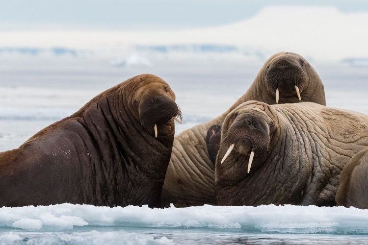 Picture of ATLANTIC WALRUSES-ODOBENUS ROSMARUS-VIBEBUKTA-AUSTFONNA-NORDAUSTLANDET-SVALBARD ISLANDS-NORWAY