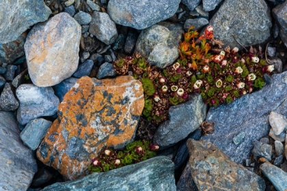 Picture of TUFTED SAXIFRAGE {SAXIFRAGA CEPITOSA}-IN FLOWER