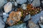 Picture of TUFTED SAXIFRAGE {SAXIFRAGA CEPITOSA}-IN FLOWER