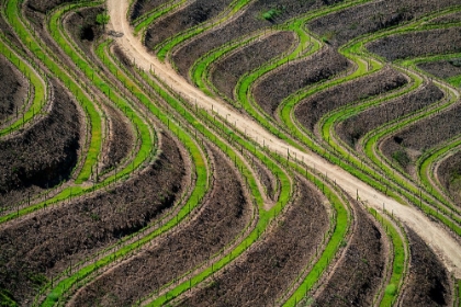 Picture of EUROPE-PORTUGAL-DOURO VALLEY-VINEYARD PATTERNS