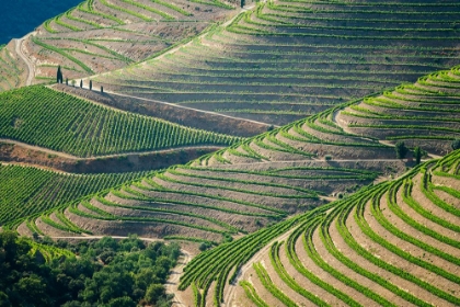 Picture of EUROPE-PORTUGAL-DOURO VALLEY-VINEYARD PATTERNS